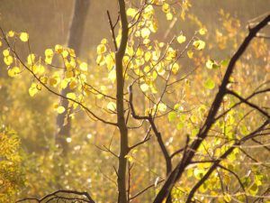 Morning after 2 (The Morning After (the snow at Ginty Creek))