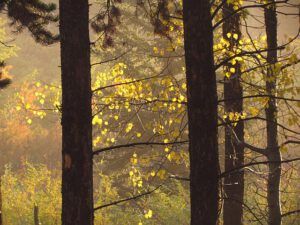 Morning after 3 (The Morning After (the snow at Ginty Creek))