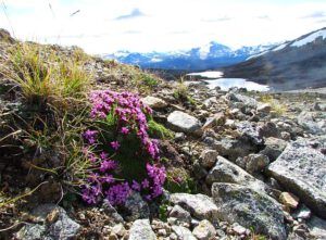Moss Campion 1 (Mammaries 31 August 2011 part two)