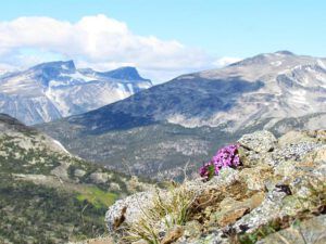 Moss campion 2 (Mammaries 31 August 2011 part two)