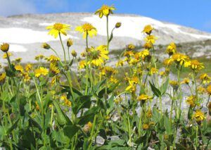 Mt Arnica (Mammaries 31 August 2011 part one)