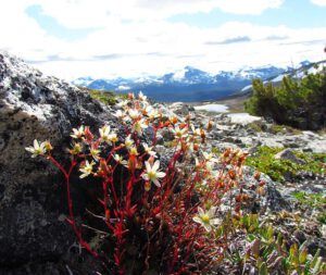Saxifraga bronchialis (Mammaries 31st August 2011 part three.)