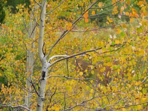 aspens turning (Trees are turning at Ginty Creek)