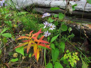 aster and fireweed (End of summer at Ginty Creek)
