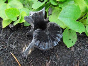 burned vertebra (The Burn)