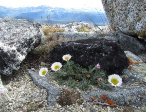 cutleaf fleabane (Mammaries 31st August 2011 part three.)