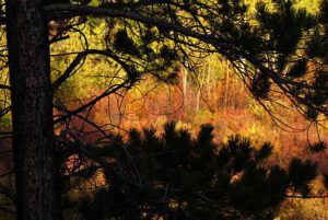 evening 2 (The Morning After (the snow at Ginty Creek))
