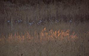 evening sun, grass resized (Heatwave at Ginty Creek)