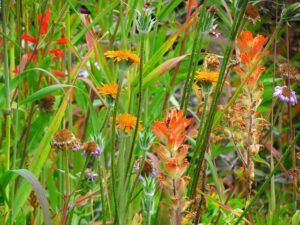 false dandelion (Rainbow Mountains trailhead)