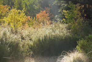 frost (Trees are turning at Ginty Creek)