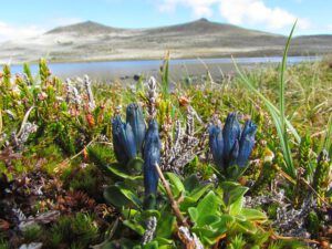 glaucus gentian (Mammaries 31 August 2011 part two)