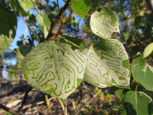 leaf miners (Back to Ginty Creek)