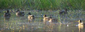mallards (Back to Ginty Creek)