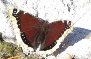 mourning cloak (The Morning After (the snow at Ginty Creek))