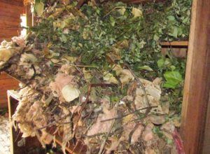 packrat store 2 (Packrats)