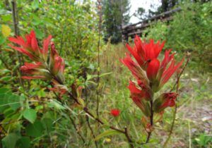 paintbrush (End of summer at Ginty Creek)