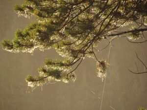 pines and rain (The Morning After (the snow at Ginty Creek))