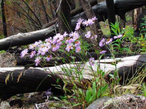 purple daisies (Rainbow Mountains trailhead)