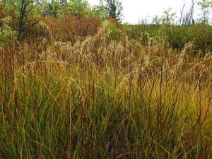 rain in grass (End of the heatwave at Ginty Creek)