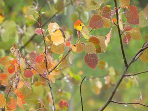 rain on aspens 1 (Trees are turning at Ginty Creek)