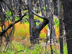 rainbows burn (Rainbow Mountains trailhead)