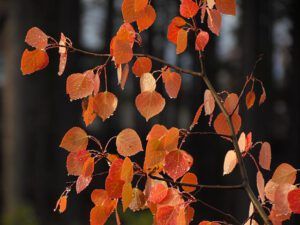red aspens and rain (Trees are turning at Ginty Creek)