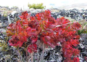 roseroot 1 (Mammaries 31st August 2011 part three.)