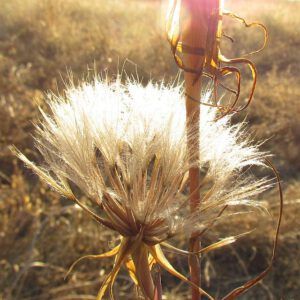 salsify seedhead (Busy.)
