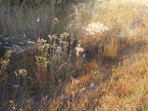 seedheads (Back to Ginty Creek)