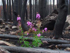 small fireweed (The Burn)