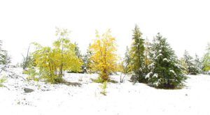 snow 2 (Winter preview at Ginty Creek)