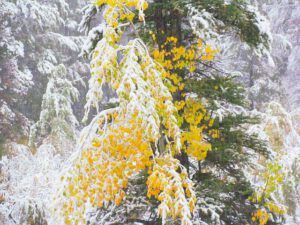 snow and aspens 1 (Winter preview at Ginty Creek)
