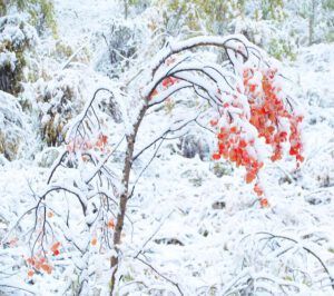 snow on aspens 3 (Winter preview at Ginty Creek)