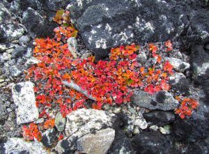 snow willow (Mammaries 31st August 2011 part three.)