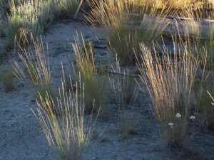 sparse grass (Back to Ginty Creek)