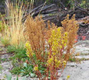 spike goldenrod (End of summer at Ginty Creek)
