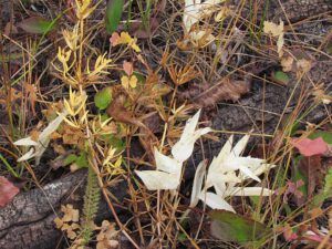 star solomon seal (End of summer at Ginty Creek)
