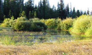 the pond (Back to Ginty Creek)