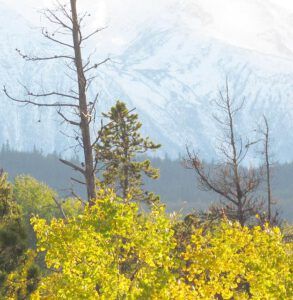 trees and mountains (The Morning After (the snow at Ginty Creek))