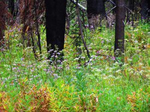 valerian and daisies (Rainbow Mountains trailhead)