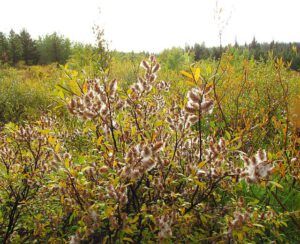 variable willow seed (End of summer at Ginty Creek)