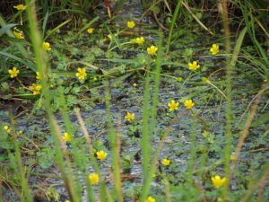 water crowfoot (End of summer at Ginty Creek)
