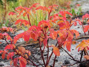 wild rose (Trees are turning at Ginty Creek)