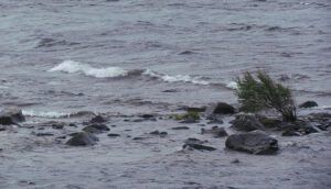 willow in storm (Nuk Tessli)