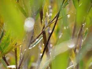 willows in rain (End of the heatwave at Ginty Creek)