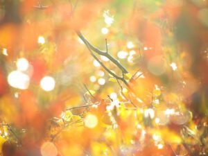 F P 4 (Freeman Patterson)