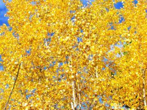 Fall colours 3 (Outstanding fall at Ginty Creek)