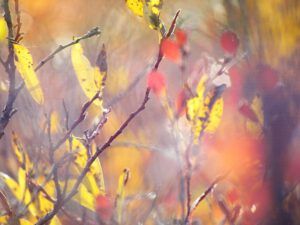 abstract 2 (Katie and Dennis)