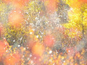 abstract 3 (Outstanding fall at Ginty Creek)