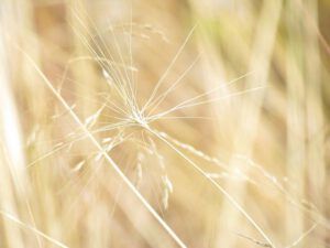 barely grass 2 (Martin Weinhold)